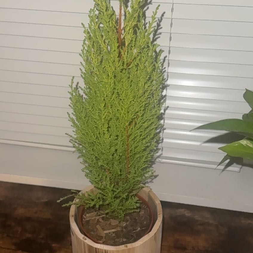 Photo of the plant species Lemon Cypress 'Goldcrest Wilma' by @Green-ish_thumb named Right one on Greg, the plant care app