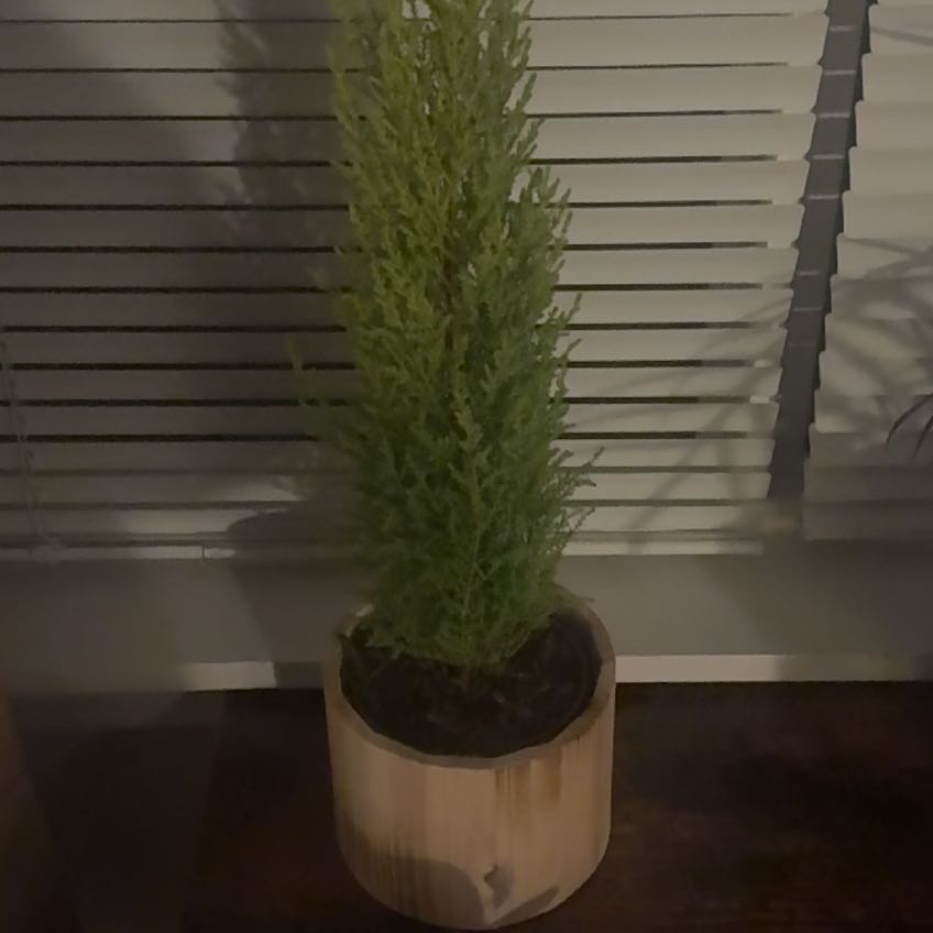 Photo of the plant species Lemon Cypress 'Goldcrest Wilma' by @Green-ish_thumb named Left one on Greg, the plant care app