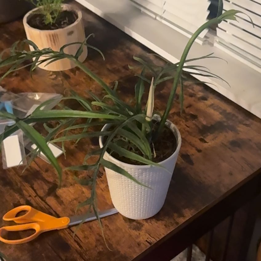 Photo of the plant species Philodendron tortum by @Green-ish_thumb named Fernie Mercury on Greg, the plant care app