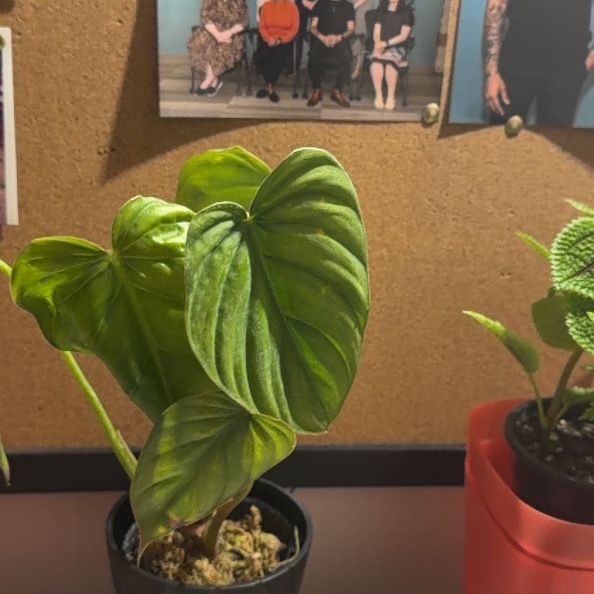Photo of the plant species Philodendron sp Colombia by @DownForTheDream named Bodhi on Greg, the plant care app
