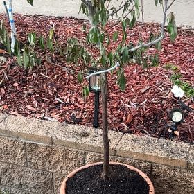 Photo of the plant species Mariposa Plum by @RealApricot18 named Bella on Greg, the plant care app