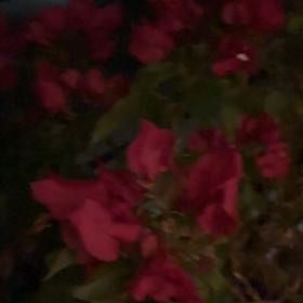 Photo of the plant species Bougainvillea 'Purple Princess' by @SirBulrush53 named Mochi on Greg, the plant care app