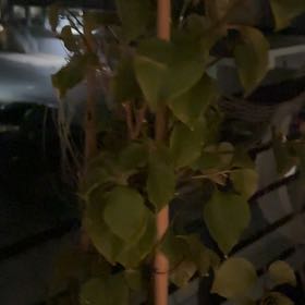 Photo of the plant species Barbara Karst Bougainvillea by @SirBulrush53 named Bodhi on Greg, the plant care app