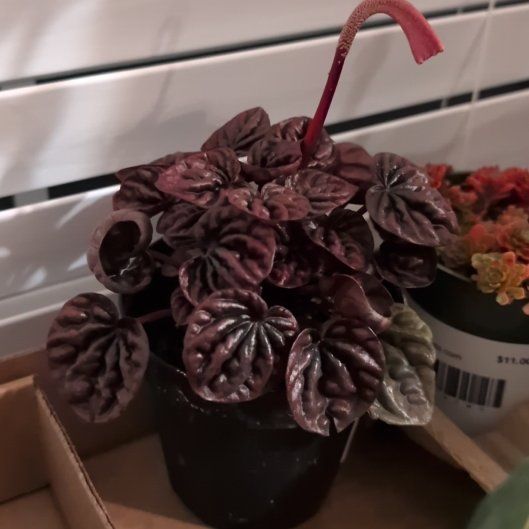 Photo of the plant species Peperomia 'Raisinet' by @SavantApple38 named Kendall on Greg, the plant care app