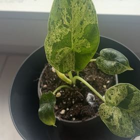 Photo of the plant species Alocasia Dragon Mint by @RadLoquat19 named Taylor Swift on Greg, the plant care app