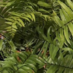 Photo of the plant species Bold Sword Fern by @Hcire named Marilyn on Greg, the plant care app