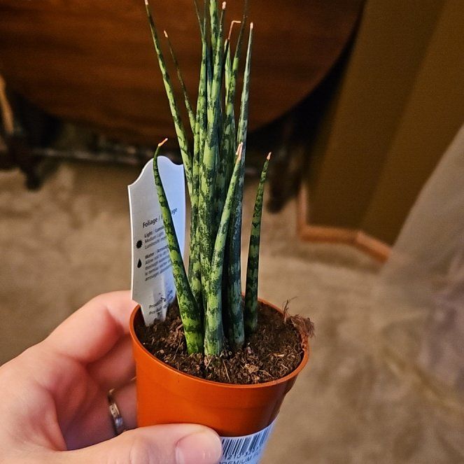 Photo of the plant species Sanseveria fernwood by @PrimaryCapeivy named Oscar on Greg, the plant care app