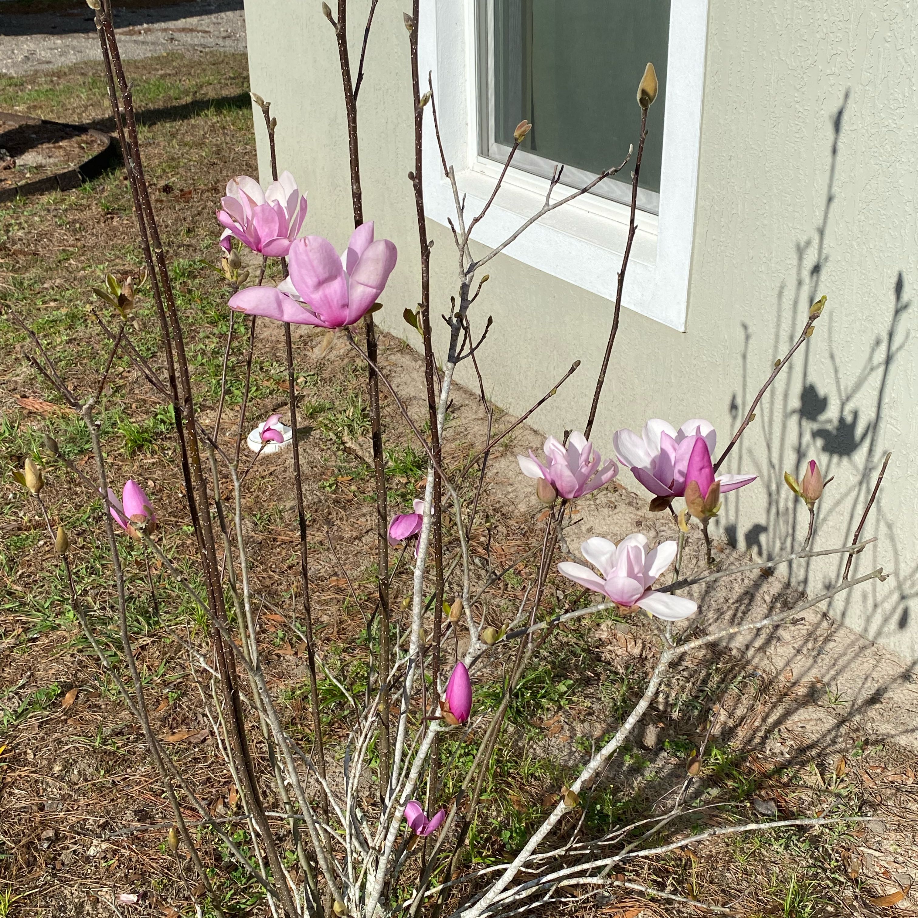 Photo of the plant species Pinepink by @AvidArugula2 named Beyonce on Greg, the plant care app