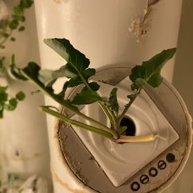 Photo of the plant species Wild Rocket by @GrownBacopa57 named Nemo on Greg, the plant care app