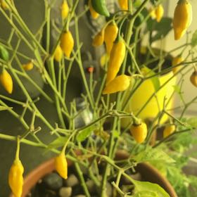 Photo of the plant species Lemon Pepper Tree by @GrownBacopa57 named Walt on Greg, the plant care app