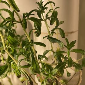Photo of the plant species Origanum 'Zaatar' by @GrownBacopa57 named Forrest on Greg, the plant care app