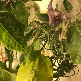 Photo of the plant species Fairy Tale Eggplant by @GrownBacopa57 named Surya on Greg, the plant care app