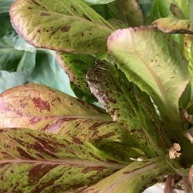 Photo of the plant species Aleppo Lettuce by @GrownBacopa57 named Leonardo on Greg, the plant care app
