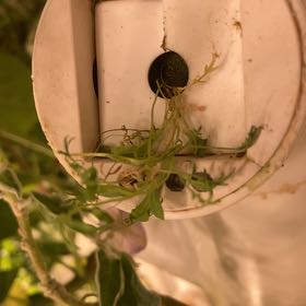 Photo of the plant species Purple Passion Fruit Vine by @GrownBacopa57 named Mando on Greg, the plant care app