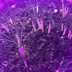 Photo of the plant species saffron crocus by @GrownBacopa57 named Taylor Swift on Greg, the plant care app