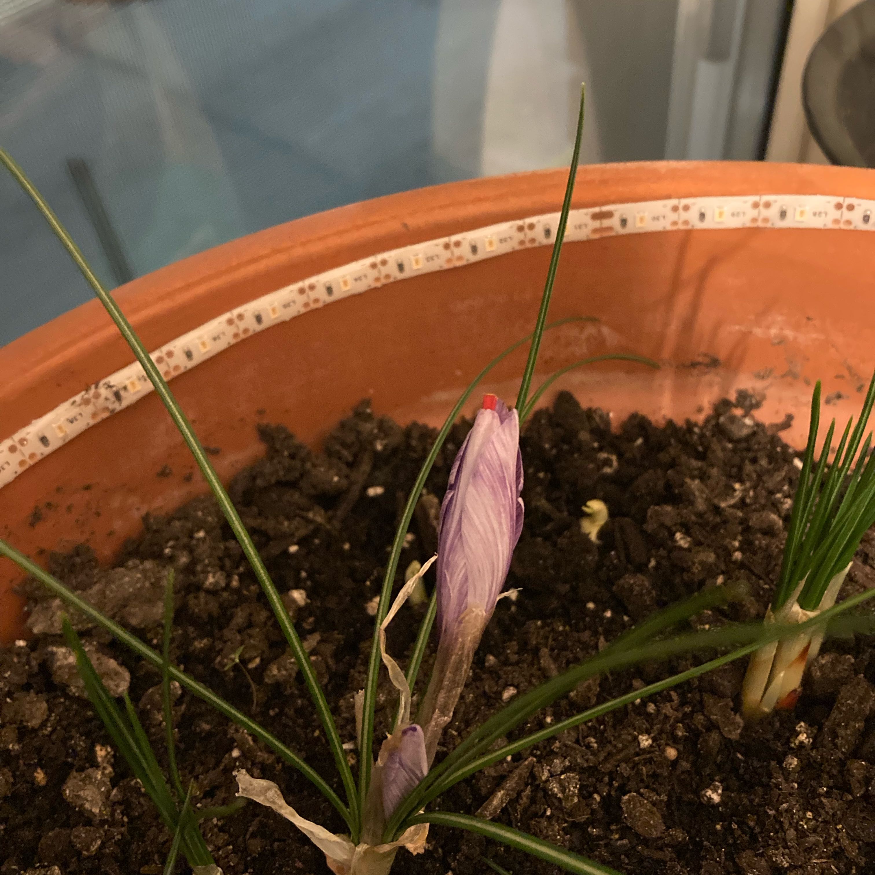 Photo of the plant species saffron crocus by @GrownBacopa57 named Bigleef Smalls on Greg, the plant care app