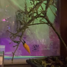 Photo of the plant species Lemon Pepper Tree by @GrownBacopa57 named Diana on Greg, the plant care app
