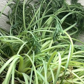 Photo of the plant species Bouquet Dill by @SilveryOrchids named Salad on Greg, the plant care app