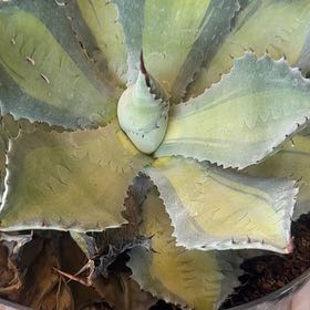 Photo of the plant species Butterfly Agave by Plant parent named Duke on Greg, the plant care app