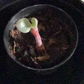 Photo of the plant species Graptoveria Debbi by @PrimalChia46 named Oscar on Greg, the plant care app