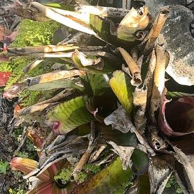 Photo of the plant species Welwitschia by @BusyLippia43 named Harmony on Greg, the plant care app