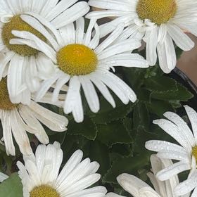 Photo of the plant species Montauk daisy by @SuppleAgboy96 named Daisy on Greg, the plant care app