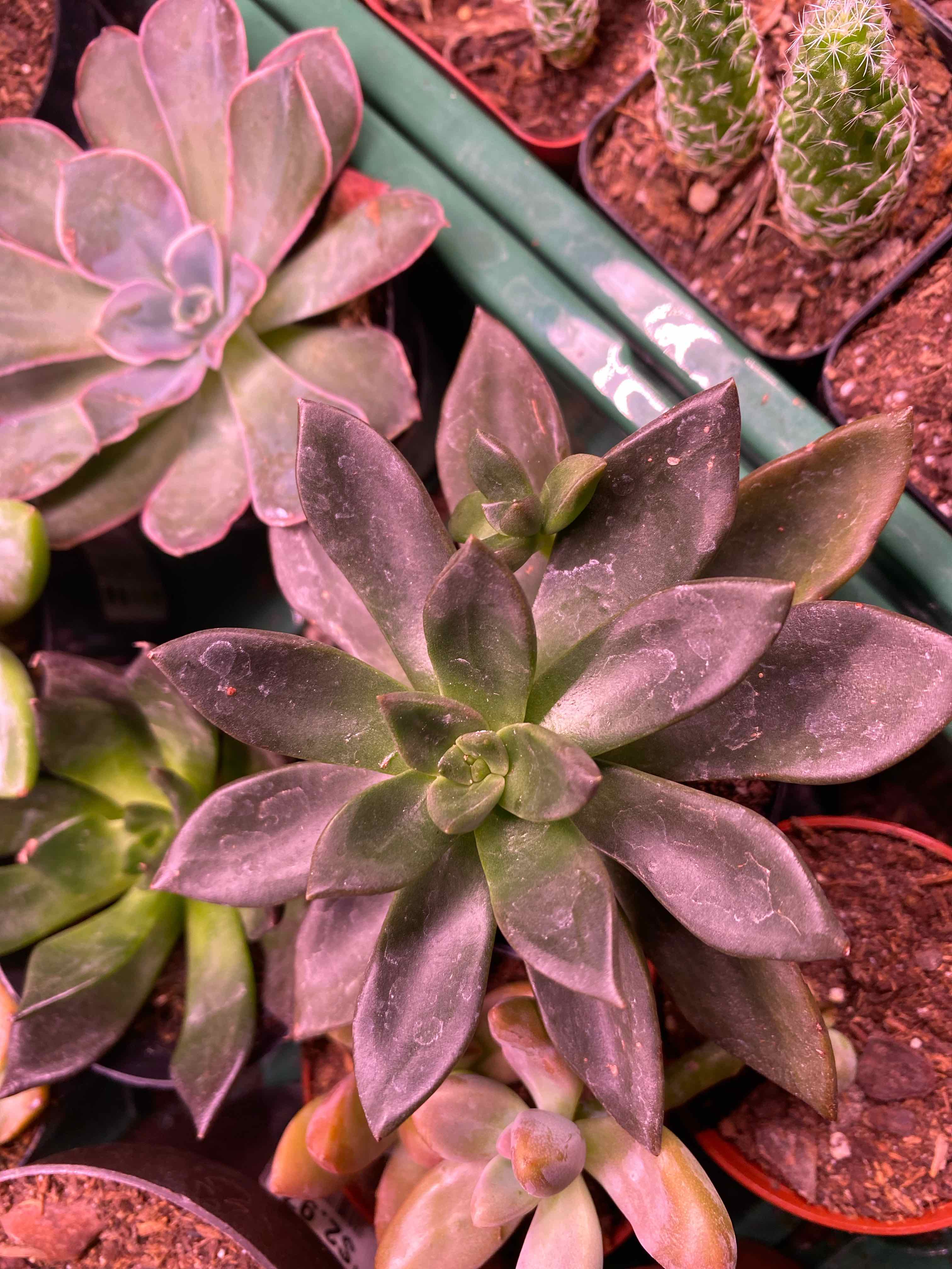Echeveria 'Licorice' plants in small pots with visible soil, well-framed and in focus.