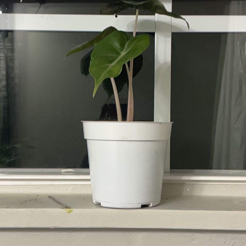 Photo of the plant species Mable by @ChipperOlneya57 named Aristotle on Greg, the plant care app