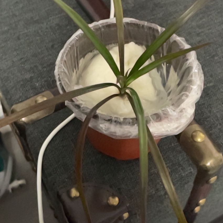 Photo of the plant species Dracaena by @ChipperOlneya57 named Hemingway on Greg, the plant care app