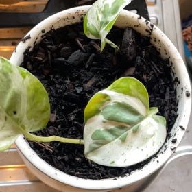 Photo of the plant species Pothos Glacier by @FreeGrass31 named Bex on Greg, the plant care app