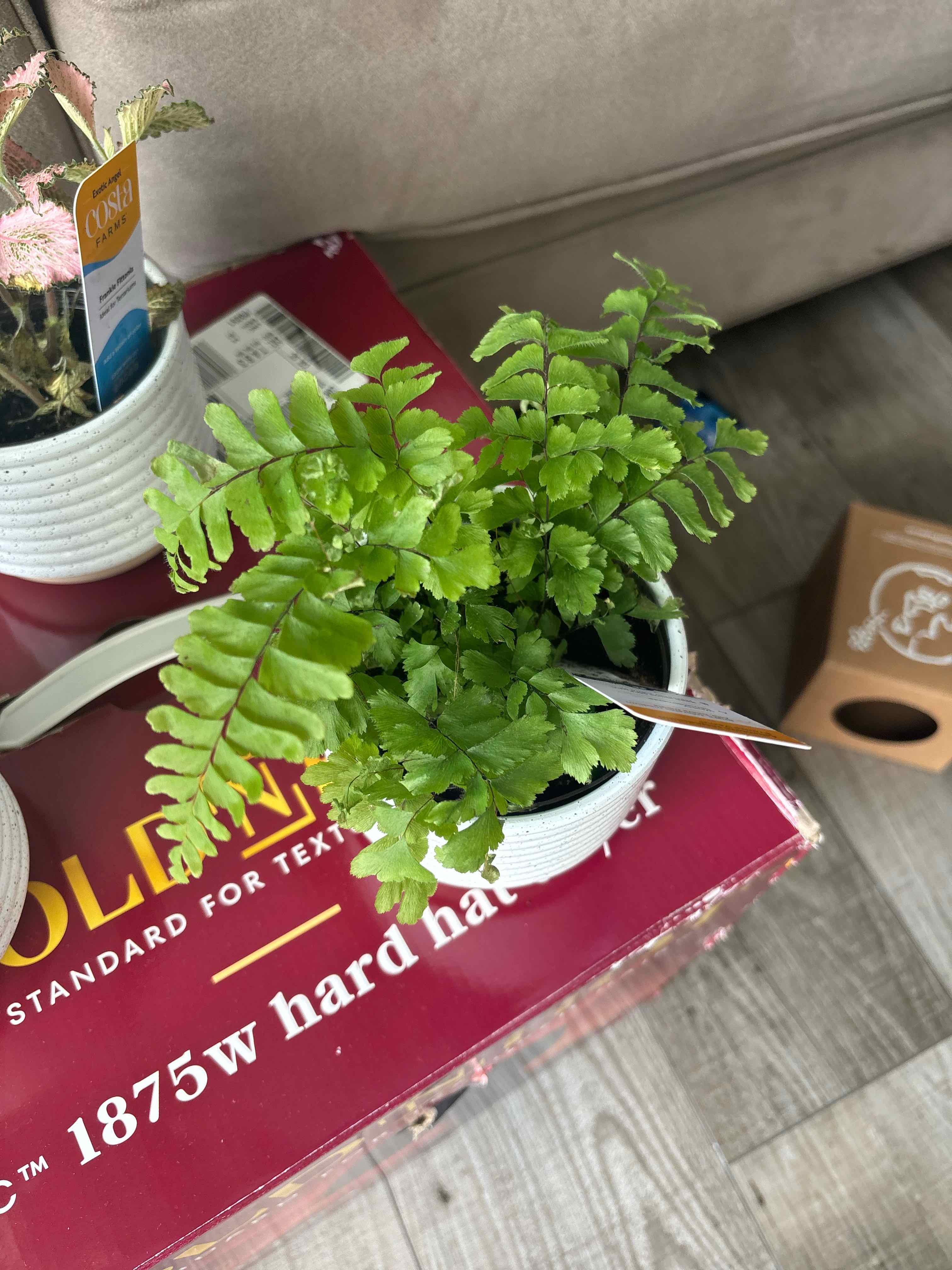Photo of the plant species Bronze Venus Fern by @WittyGuayule77 named Remington on Greg, the plant care app