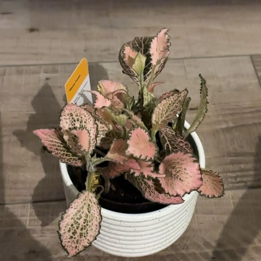 Photo of the plant species Frankie Fittonia by @WittyGuayule77 named Rihanna on Greg, the plant care app