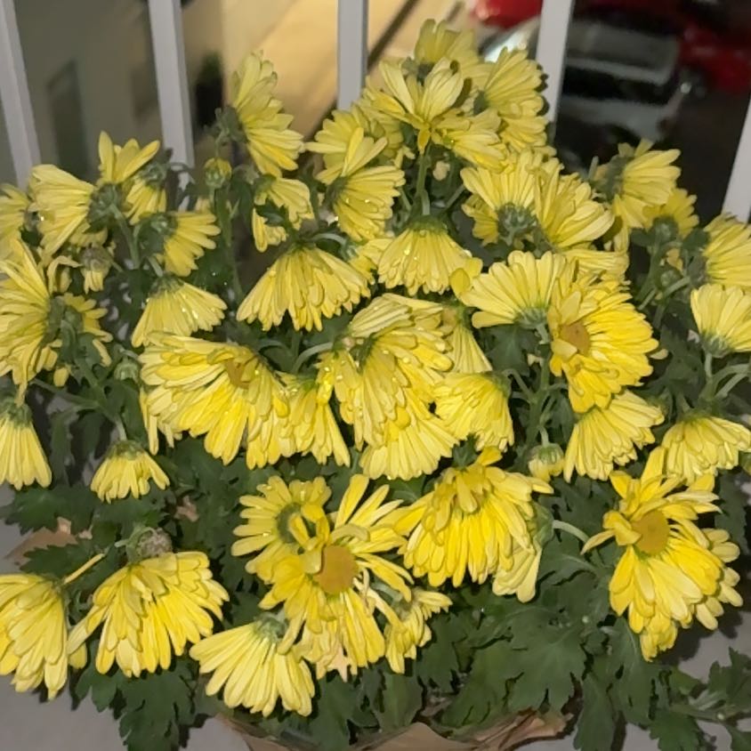 Photo of the plant species Sneezeweed by @ZanyArugula99 named Mollie on Greg, the plant care app