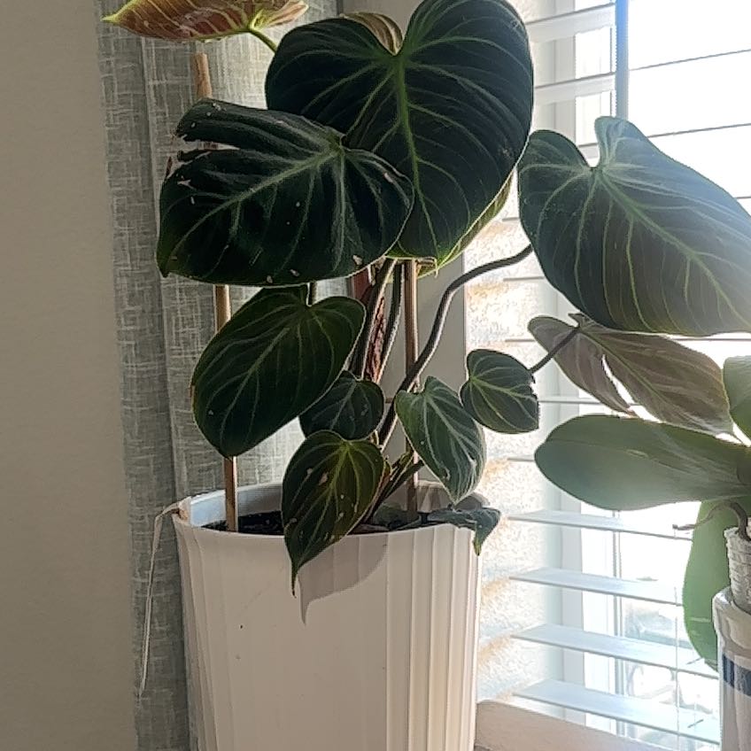 Photo of the plant species Philodendron 'Choco Red' by @RadPalqui74 named Plato on Greg, the plant care app