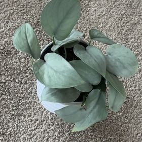 Photo of the plant species Scindapsus 'Platinum Java' by @Lovee_tator named Benji on Greg, the plant care app