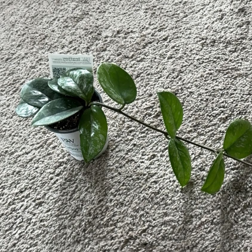 Photo of the plant species Speckled Hoya by @Lovee_tator named Fran on Greg, the plant care app