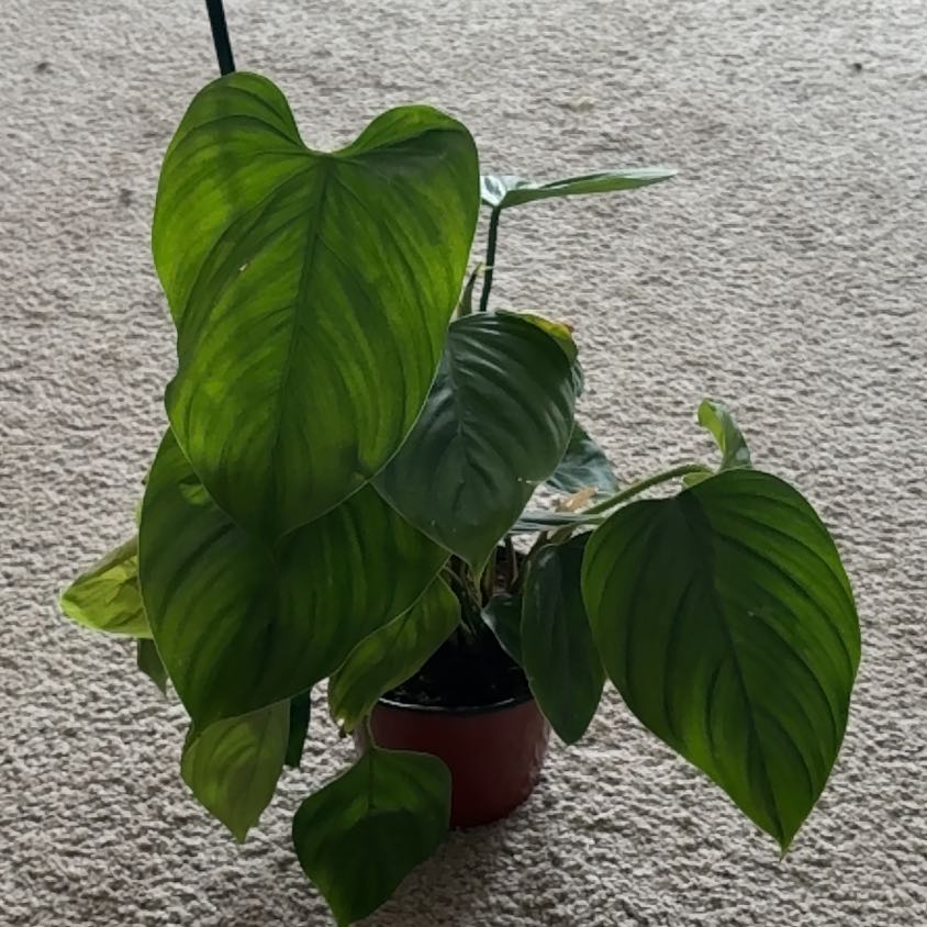 Photo of the plant species Philodendron Fuzzy Petiole by @Lovee_tator named Emmarie on Greg, the plant care app