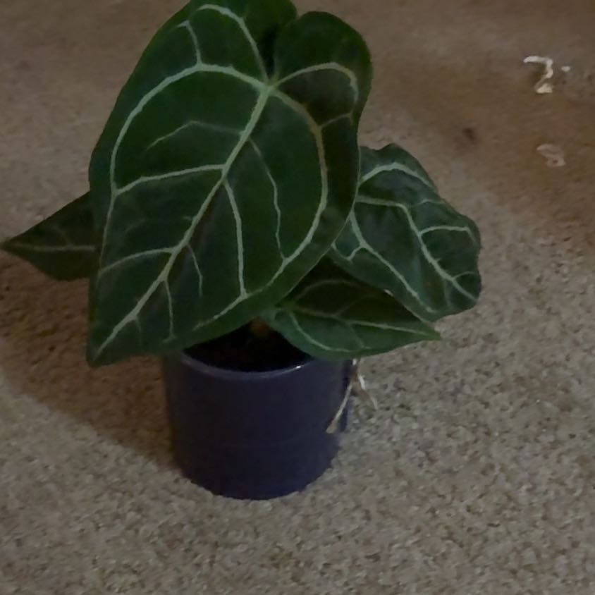 Photo of the plant species Anthurium by @Lovee_tator named Harmony on Greg, the plant care app