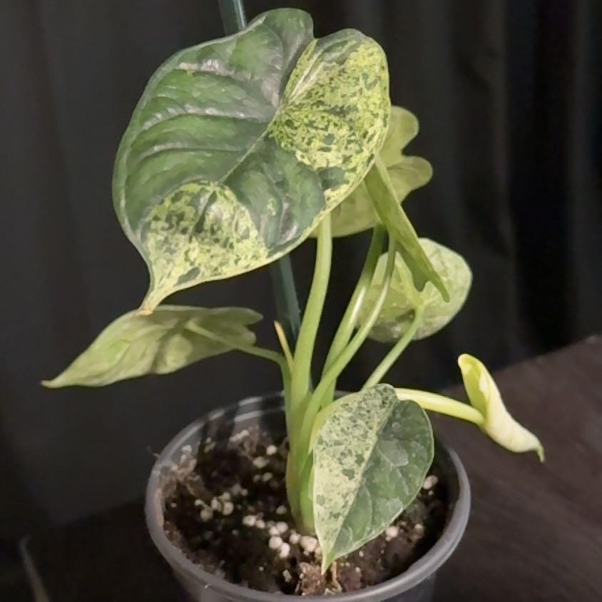 Photo of the plant species Alocasia Dragon Mint by @Lovee_tator named Izzy on Greg, the plant care app