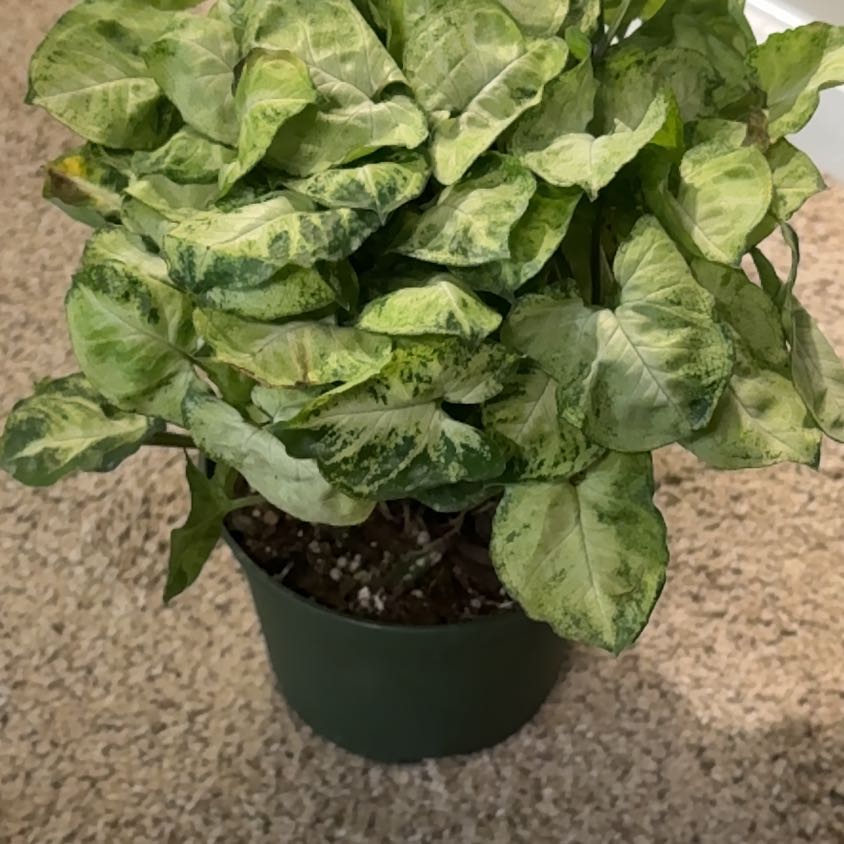 Photo of the plant species Syngonium Mouse Ears by @Lovee_tator named Imani on Greg, the plant care app