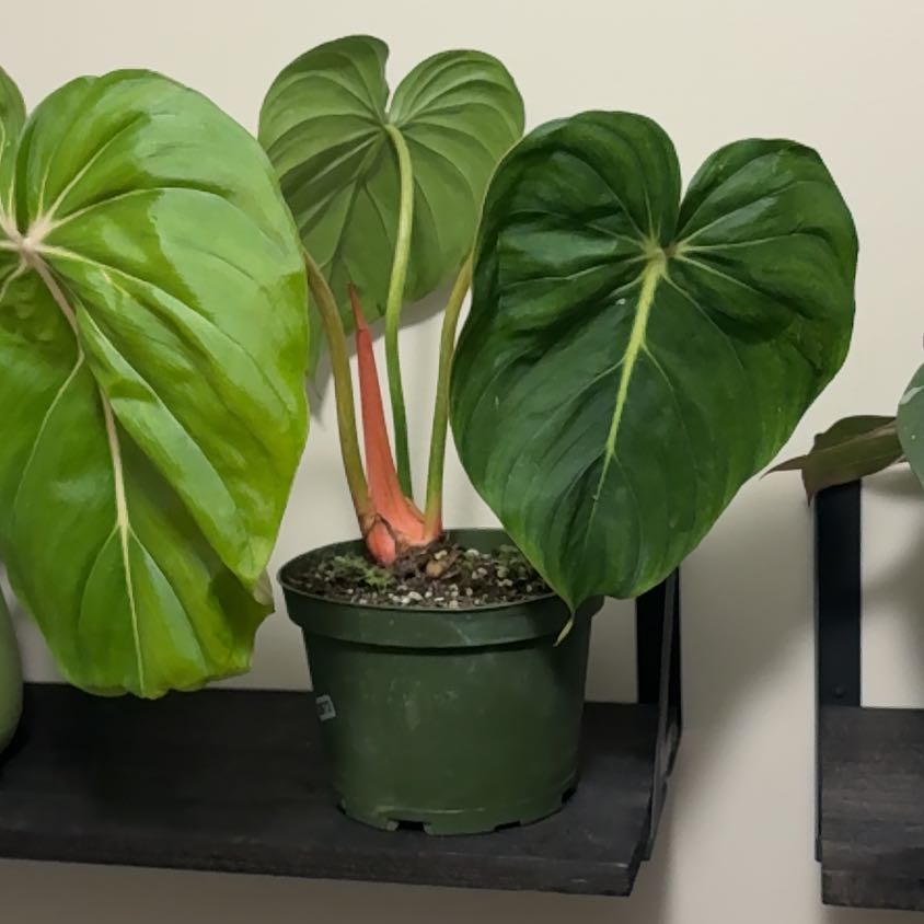 Photo of the plant species Philodendron Pastazanum by @Lovee_tator named Junie on Greg, the plant care app