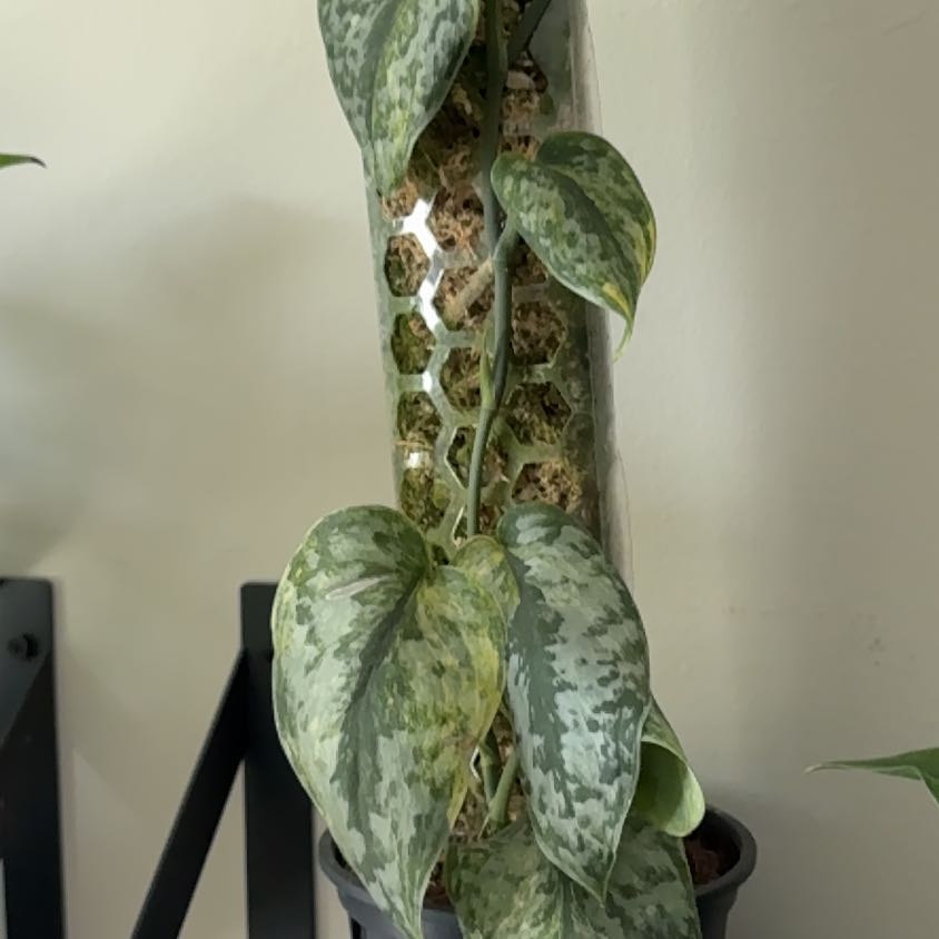 Photo of the plant species Scindapsus variegated by @Lovee_tator named Kai on Greg, the plant care app