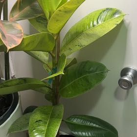 Photo of the plant species Ficus elastica 'Shivereana' by @Lovee_tator named Levi on Greg, the plant care app