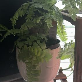 Photo of the plant species Bronze Venus Maidenhair Fern by @Lovee_tator named Nylah on Greg, the plant care app