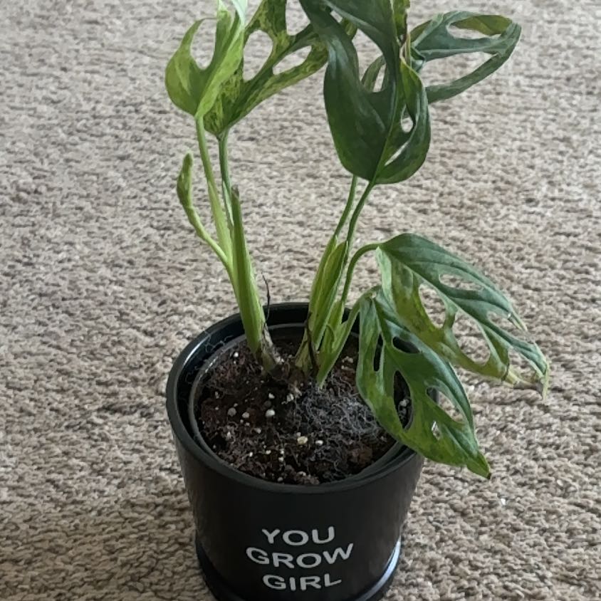 Photo of the plant species Mint Variegated Swiss Cheese Plant by @Lovee_tator named Oaklynn on Greg, the plant care app