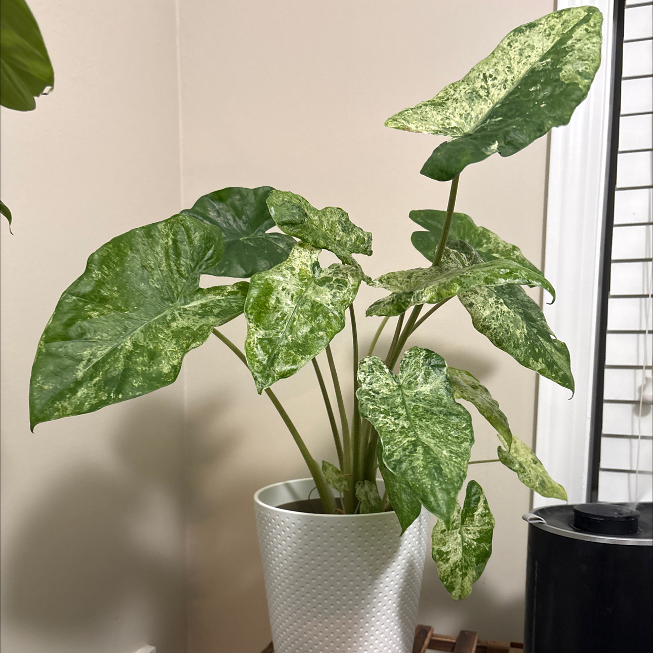 Photo of the plant species Alocasia Dawn by @Lovee_tator named Winter on Greg, the plant care app