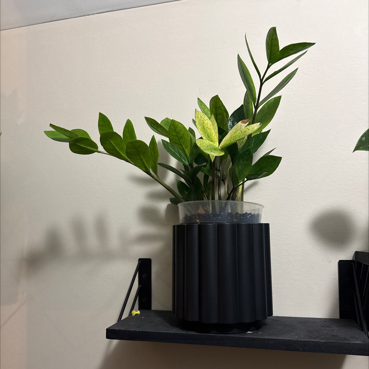 Photo of the plant species ZZ chameleon by @Lovee_tator named Zion on Greg, the plant care app