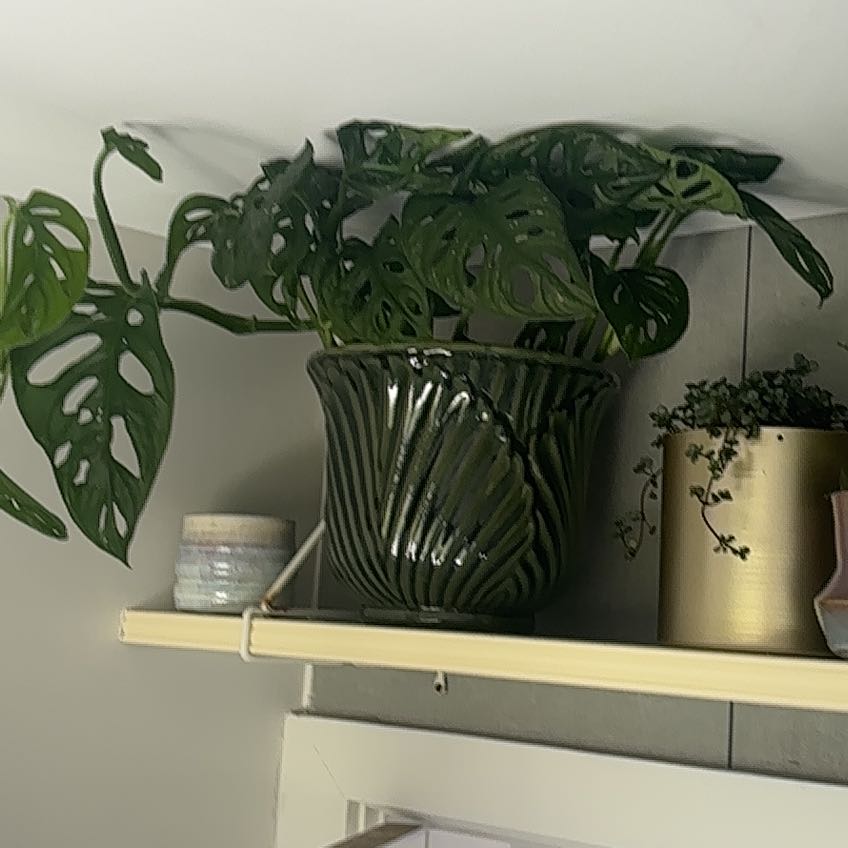 Photo of the plant species Monkey plant by @HeroRedtree93 named Monkey on Greg, the plant care app