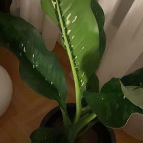 Photo of the plant species Dieffenbachia 'Crocodile' by @SmallfryDamiana named Prince on Greg, the plant care app