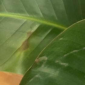 Photo of the plant species Laceleaf by @SmallfryDamiana named Elina on Greg, the plant care app